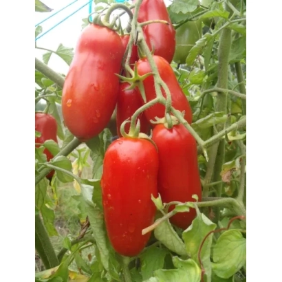 Красные помидоры на ветвях томатного куста - ПЕТРУША ОГОРОДНИК