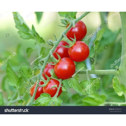 Червоні помідори на гілці з зеленими листям - Філовіта