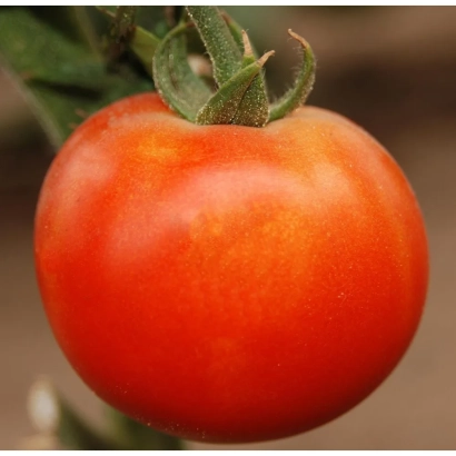 Великий червоний помідор на гілці - П’ЄТРО