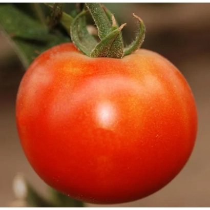 Красный помидор на ветке - Петро F1