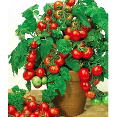 Bush of tomatoes with red and green fruits in a pot - Pigmei