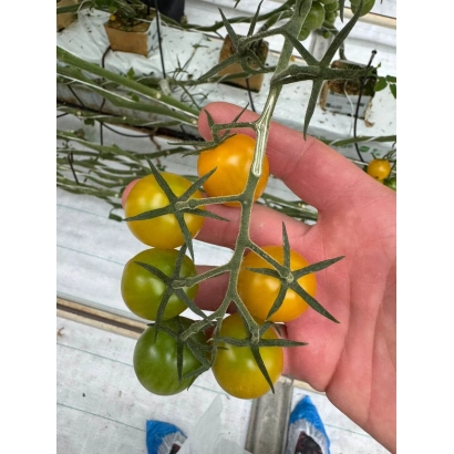 Свежие желтые и зеленые томаты на ветке, держатся в руке - ПИКАЧУ