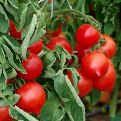 красные помидоры на ветке - Пикадор