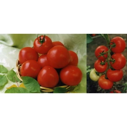 Корзина с красными помидорами на фоне зелени - ПИЛИГРИМ 8