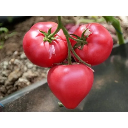 Красные помидоры сорта Pink 4-tress F1 на ветке - Пинк Фортрест F1