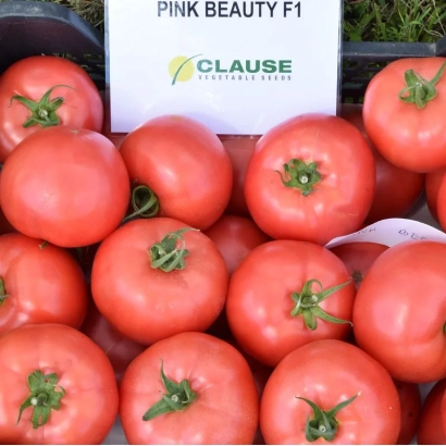 Красные томаты сорта Pink Beauty F1 на подложке с логотипом CLAUSE - Пинк Бьюти