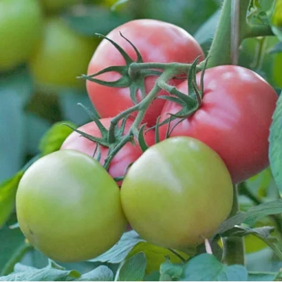 Спелые и незрелые помидоры сорта ПИНК БОЛЛ на ветке