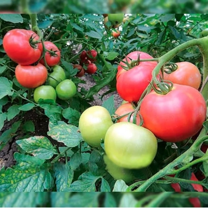 Ripe and green tomatoes on the vine - Pink Dream