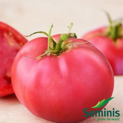 Крупный красный помидор сорта Пинки Леди F1 на светлом фоне с логотипом Seminis