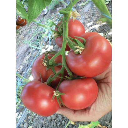 Кисть червоних помідорів сорту ПИНК ХАРВЕСТ на гілці в руці - РОЖЕВИЙ УРОЖАЙ