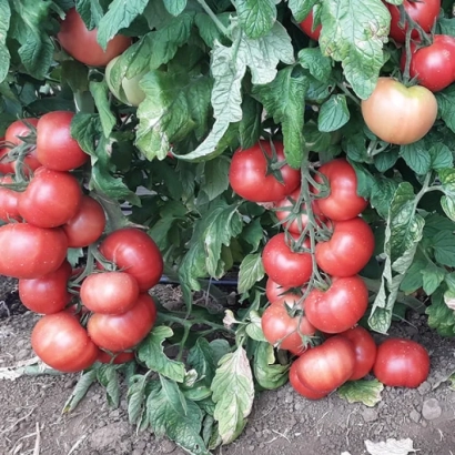 Спелые красные томаты на кусте - ПИНК ИМПРЭШН