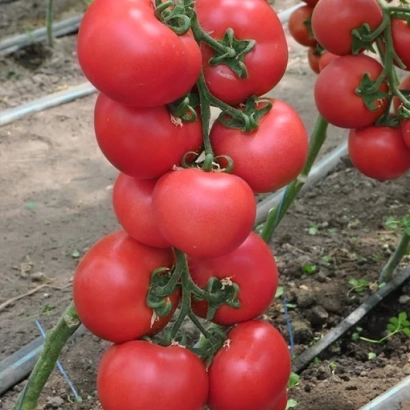 Ripe red tomatoes of Pink Jazz variety on vine