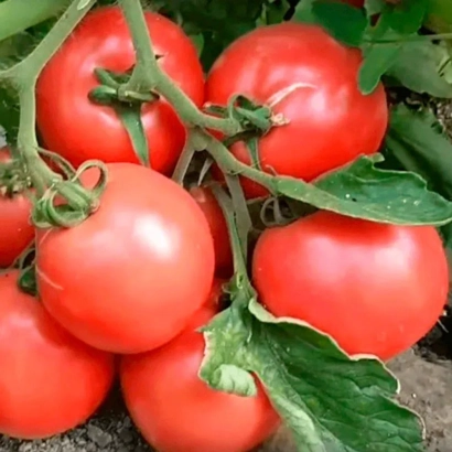 Спелые красные томаты на ветке - ПИНК КАЛИБР