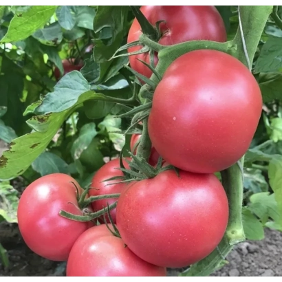 красные томаты на кусте - ПИНК МУН