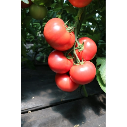 Спелые красные томаты на ветке, сорт ПИНК НАЙС