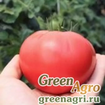 Красный помидор на ладони с надписью Green Agro - ПИНК ОРАКУЛ