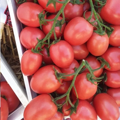 Красные томаты сорта Пинк Пионер на ветвях