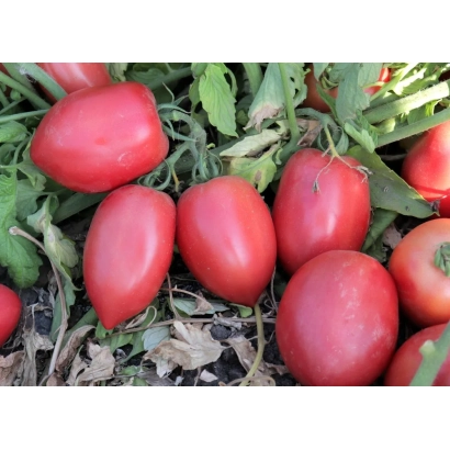 Красные томаты сорта ПИНК ПЛАМ на грядке