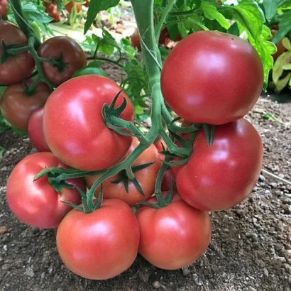 красные томаты на ветке без упаковки или этикетки - ПИНК СПАРК