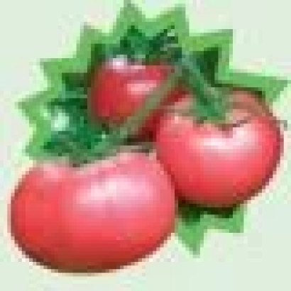 Томаты сорта Пинки F1 на зеленом фоне