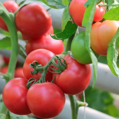 Спелые красные томаты сорта Пинкшайн на ветке