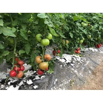 Томаты на кустах в поле - Пинквин