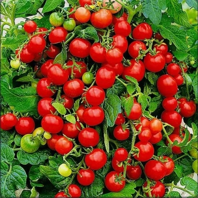 Close-up of red and green tomatoes on vines - Pinocchio