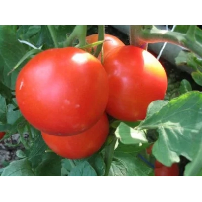 red tomatoes on vine - Piruet F1
