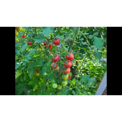 Спелые и зеленые помидоры на кусте - ПЛАЗМА 58