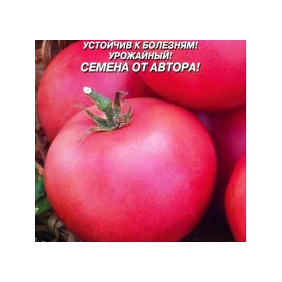 Крупные красные томаты на фоне с надписью «Устойчив к болезням! Урожайный! Семена от Автора!» - ПЛАЗМА