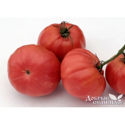 Томаты сорта Адерые Садовая на белом фоне - Плюшка