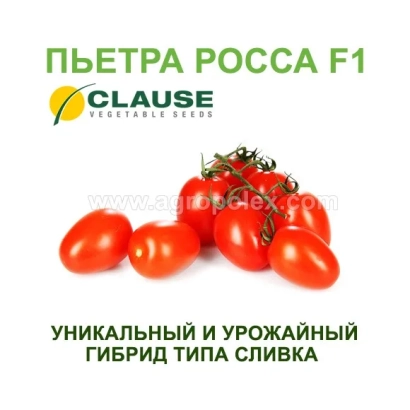 Tomatoes variety PIETRA ROSSA F1 by Clause - Pobratim F1