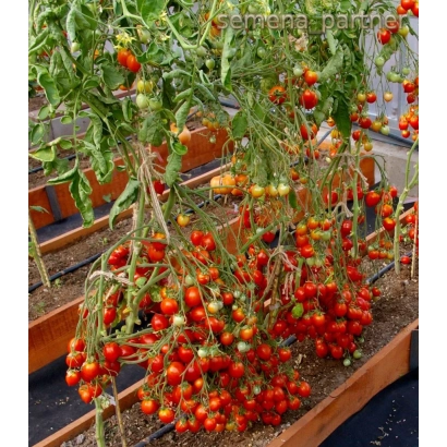 Томаты на кусте в теплице - ПОЦЕЛУЙ