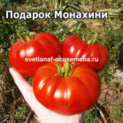 Томаты сорта Подарок Монахини в руке на фоне зелени - ПОДАРОК ОВОЩЕВОДУ