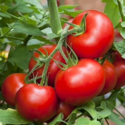 Крупный план красных томатов на ветке - ПОЛЯРНИК