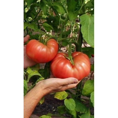 Крупные красные томаты сорта Полковник на ветке, держатся в руках