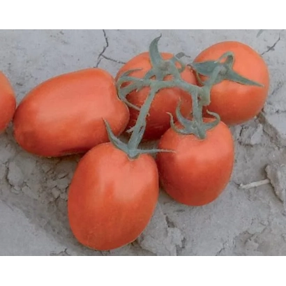 Спелые красные томаты сорта ПОЛЛЮКС на земле