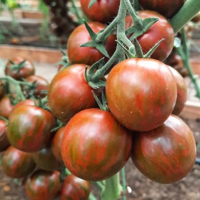 Спелые помидоры сорта ПОЛОСАТЫЙ РЕЙС на кусте