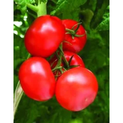 Красные помидоры на ветке, без названия продукта - Полтава F1