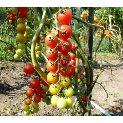 Tomatoes on a bush in a garden - POMISOLKA