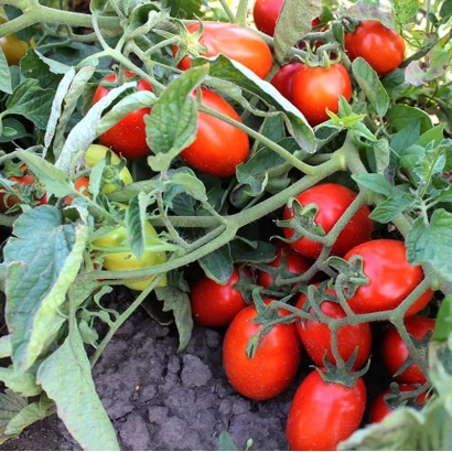 Томати на кущі в землі - Пончо