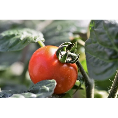 Красный помидор на ветке с зелеными листьями - Попильнянский