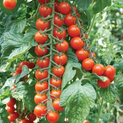 Ripe red tomatoes of the Porpora variety on a vine