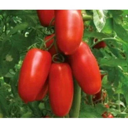 Красные томаты на ветке - ПОРТЕНТО