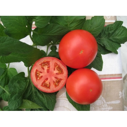 Томати сорту ПОРТОС на фоні листя