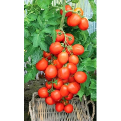 Спелые красные томаты сорта Престиж на ветке в плетеной корзине