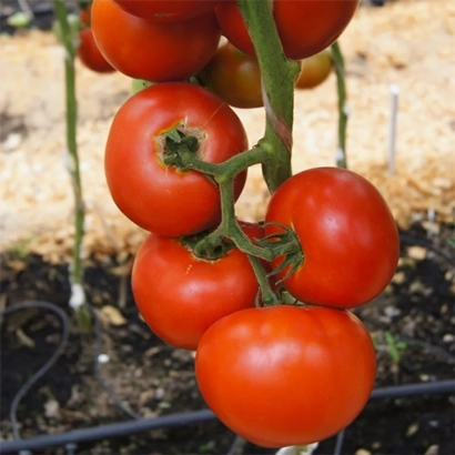 красные томаты на ветке в теплице - ПРЕЗИДЕНТ 2