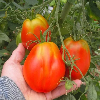 Томаты сорта ПРИЧУДА на ветке, держатся в руке