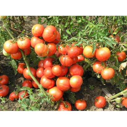 Томаты на кусте без названия продукта - Прима F1
