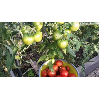 Куст томата с зелеными и красными плодами в корзине - ПРИМОРЕЦ
